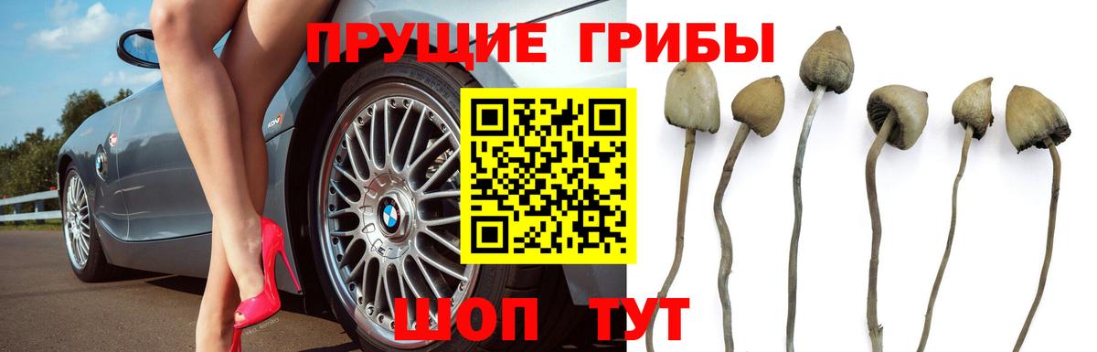 Псилоцибиновые грибы мицелий Кулебаки